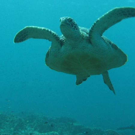 Gili Pirates Dive & Bnb Gili Trawangan Extérieur photo