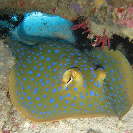 Gili Pirates Dive & Bnb Gili Trawangan Extérieur photo