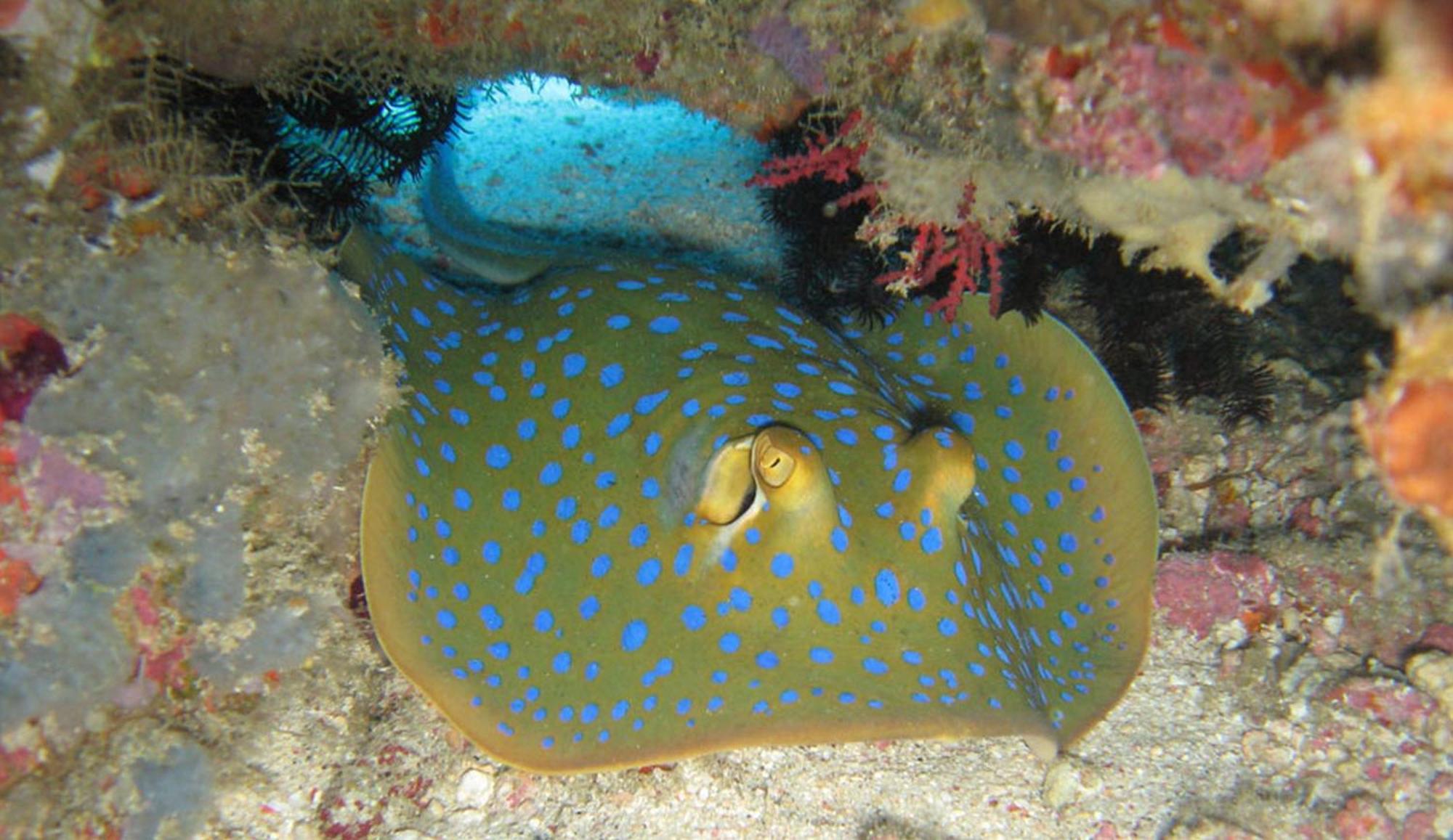 Gili Pirates Dive & Bnb Gili Trawangan Extérieur photo